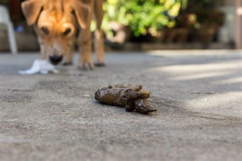 Why Do Dogs Eat Their Own Poop The Answer May Surprise You Pet
