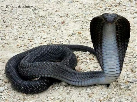 Cobra Negra Pet Snake Snake Cobra Snake