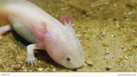 Axolotl Mexican Salamander Ambystoma Mexicanum Stock Video Footage