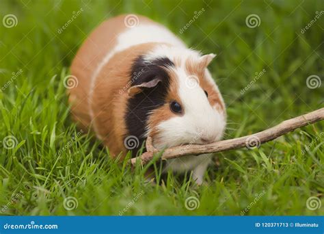 Funny Guinea Pig Eating Grass In The Garden Outdoors Stock Image