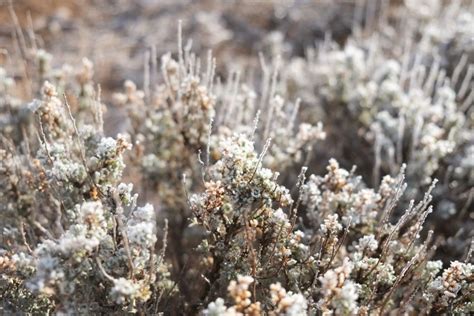 Frost On Sagebrush And Tires The Desert Echo
