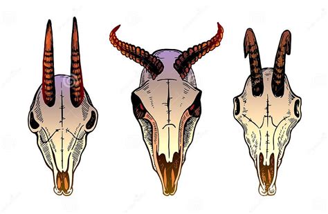 Set Of Different Bull Skulls With Horns Stock Vector Illustration Of