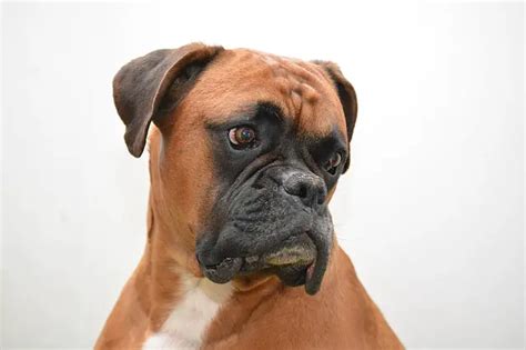 Boxer Dog Breed Appearance Character Training Pet Lifey