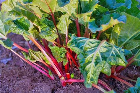 How To Grow And Care For Rhubarb Plants Gardeners Path Growing