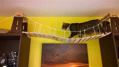 Diy Cat Bridge Diy Cat Rope Bridge Rope Bridge Cat Diy Cats One