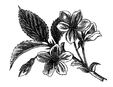 Digital Stamp Design Antique Flower Artwork Drawing Digital Wildflower