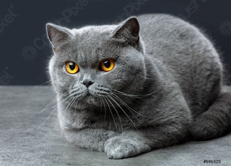 British Shorthair Cat Stock Photo 696525 Crushpixel