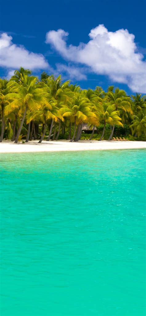 Photography Beach Sea Turquoise Palm Tree Maldives Ocean