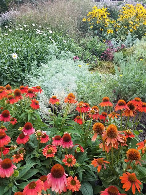 Perennial flowers are fabulous additions to new england gardens. Lovely perennial border. | Perennials, Perennial border ...