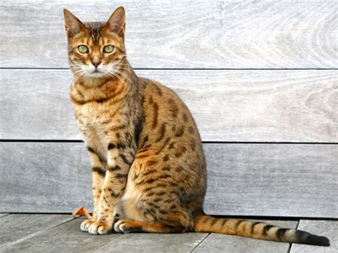 25 Cute Bengal Cat Pictures American Bobtail Cat Reference Cat Spray