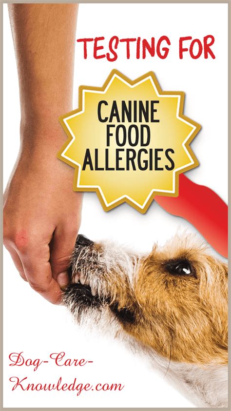Canine Food Allergies Or Intolerance What You Need To Know