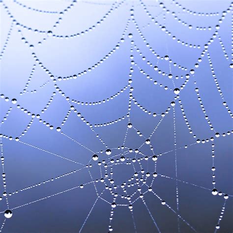 Spider Web Dew Drops 0020 Spider Web Dew Drops Wit A Blue Flickr