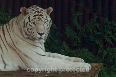 White Bengal Tiger Sasha Resting In Shade Colchester Zoo