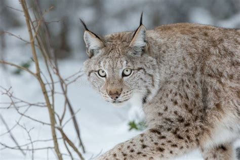 Lynx Wild Cat Stock Image Image Of Feline Feeding Lynx 50777847