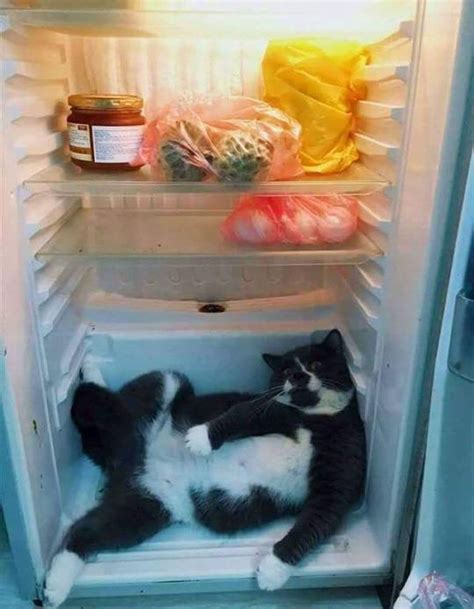 Vor allem wenn die tiere sehr früh aufgenommen wurden oder die aufzucht gar. Der Grund für das ständige Nachsehen im Kühlschrank ...
