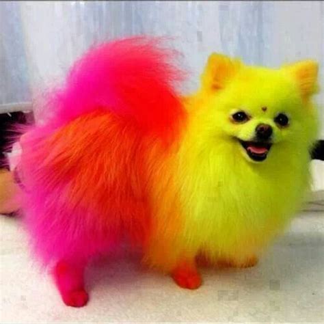 Rainbow Colored Dog Colorful Animals Creative Grooming Cute Animals