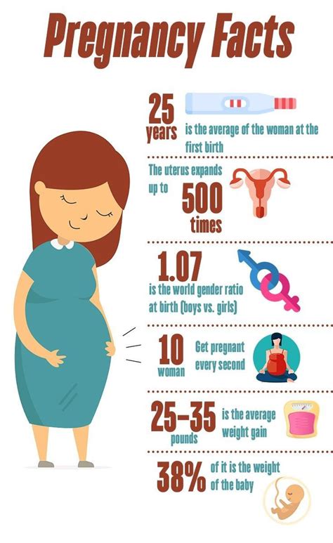 Пин на доске Pregnancy And Maternity Infographic