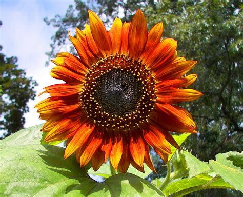 Filered Sunflower Wikipedia