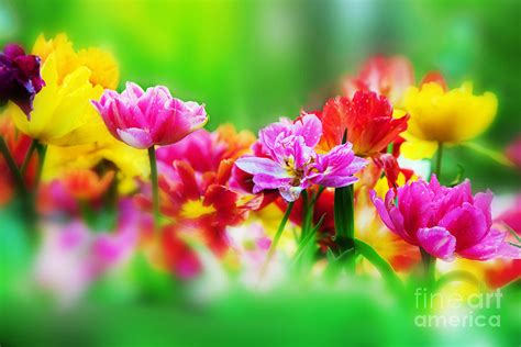 Colorful Flowers In Spring Garden Photograph By Michal Bednarek Pixels