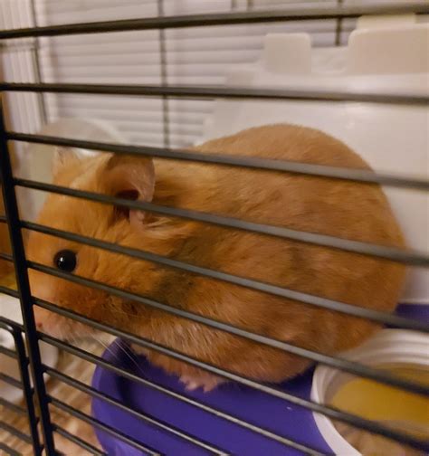 My Big Fat Cute Syrian Golden Hamster Hamsters