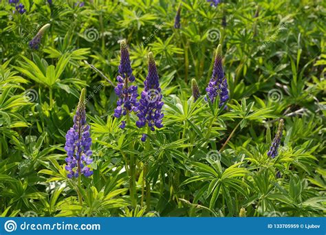 Violet Lupinus Lupin Or Lupine Beautiful Flowering Meadow In Summer