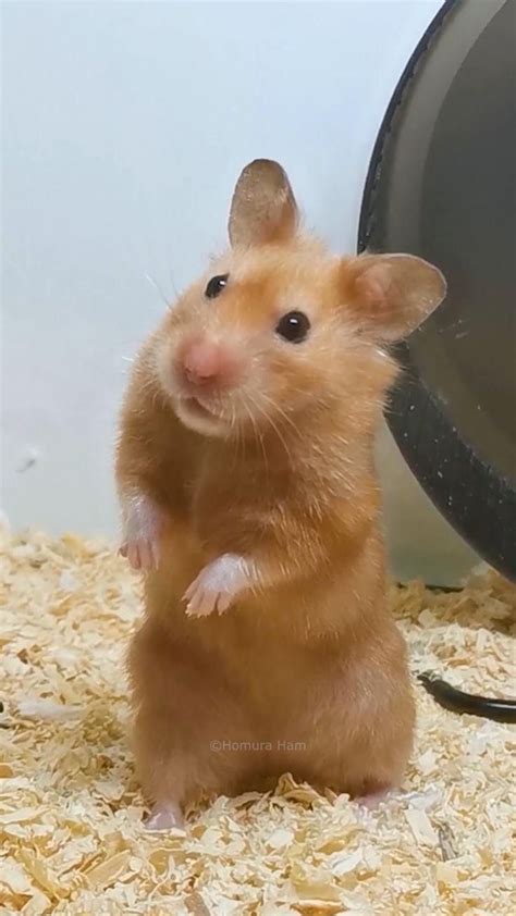 Cute Hamster Stands With Hind Legs Video Cute Hamsters Funny