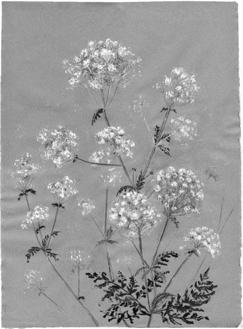 Cow Parsley Artists On Cards Ltd