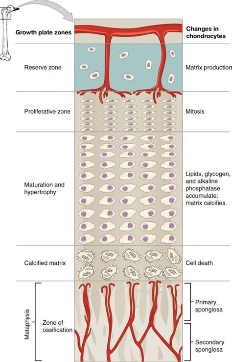 Bone Formation And Development Anatomy And Physiology I