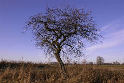 Free Images Landscape Tree Nature Horizon Branch Sky Field