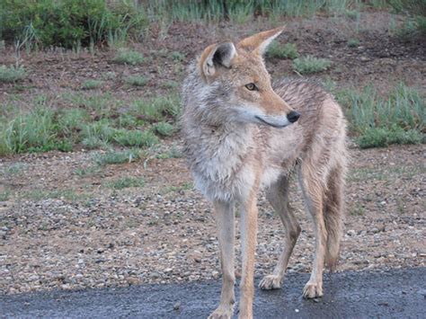 Coyotes Here To Stay But You Can Take Steps To Deter Them