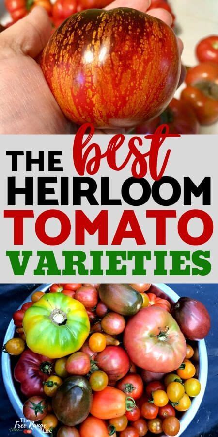 The Best Heirloom Tomato Varieties To Grow This Year Heirloom