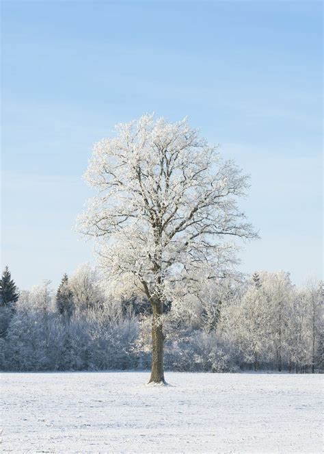 Big Frost Wonderful Winter Landscape Frost On Trees Meadows And In