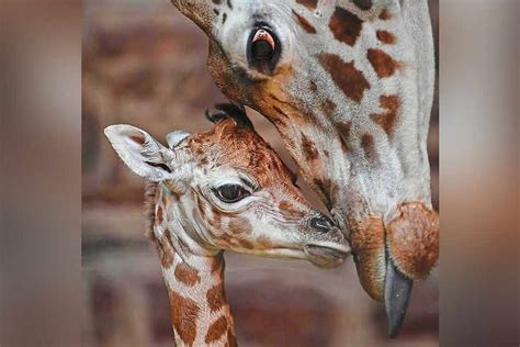 Baby Giraffe Born At Chester Zoo Shropshire Star