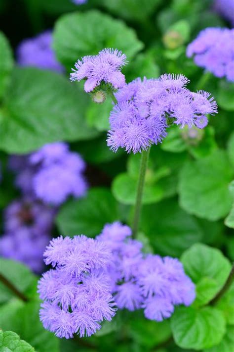 If you actually want to keep mosquitoes away, eliminate sources of standing water. 12 Plants That Repel Mosquitoes - Natural Mosquito ...