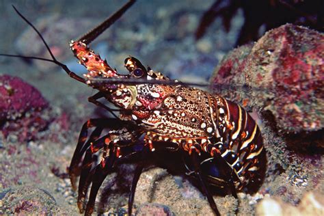 Panulirus Marginatus 1867×1248 Spiny Lobster Ocean Animals