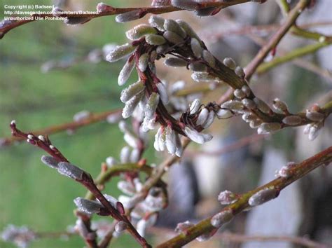 Plantfiles Pictures Japanese Fantail Willow Dragon Willow Sekka Salix Sachalinensis By Badseed