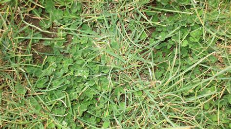 Boost Sub Clover Performance Reap The Rewards Stock And Land Victoria
