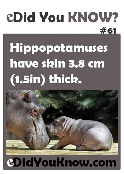 5 Fascinating Facts About The Hippo Safaribookings Zoo Animals