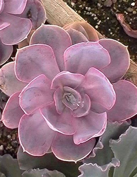 Echeveria Perle Pink Succulent Choice Leafrosette Cuttings Etsy