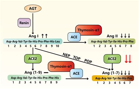 Thymosin α1 Binds With Ace And Downregulates The Expression Of Ace2 In