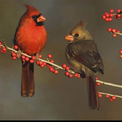 Cardinals On Pinterest