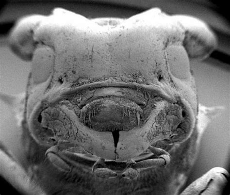 Microrganisms Under Microscope Microscopic Photos Of Micro Organisms