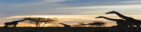 Grand Kenya International Tour Packages Best Voyage Private Limited