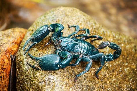 Scorpion Bleu Sur La Roche Photo Stock Image Du Animal 40929014