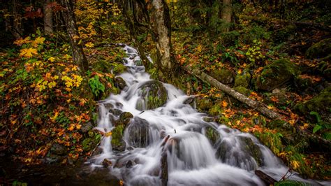 Forest Stream Waterfall During Fall 4K 5K HD Nature Wallpapers | HD Wallpapers | ID #47849