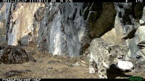 New Survey Snaps Amazing Images Of Snow Leopards Prey Live Science
