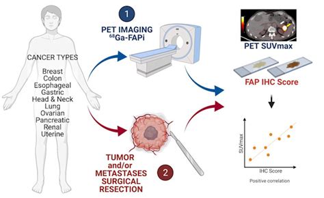 Pet Imaging Lays Foundation For New Cancer Therapies