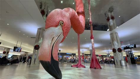 Tampa Airport Flamingo Naming Contest Winner Revealed