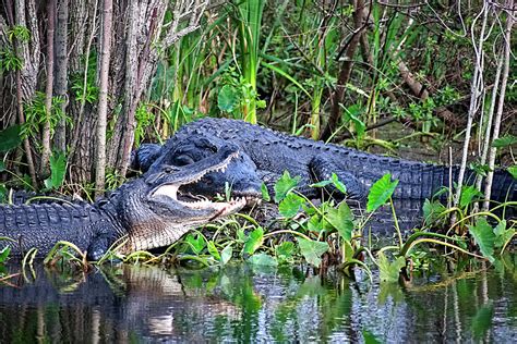 Two American Alligators Photograph By Heron And Fox Fine Art America