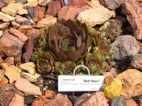 Photo Of The Entire Plant Of Hen And Chicks Sempervivum Red Heart